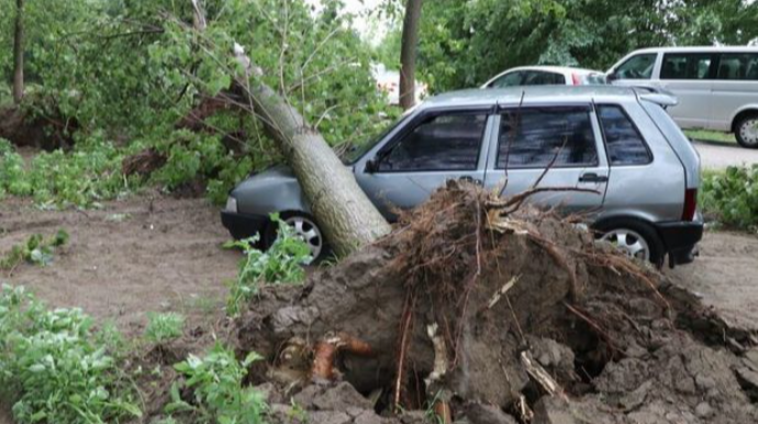 В Исмайыллинском районе поваленное дерево перекрыло дорогу