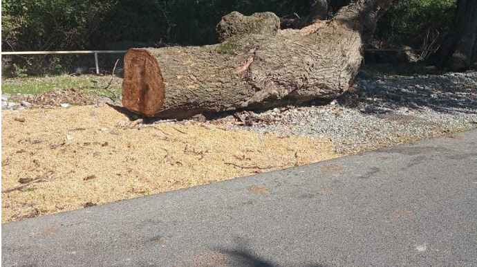 Bakıda ağacları kəsən şirkət cəzalandırılıb 