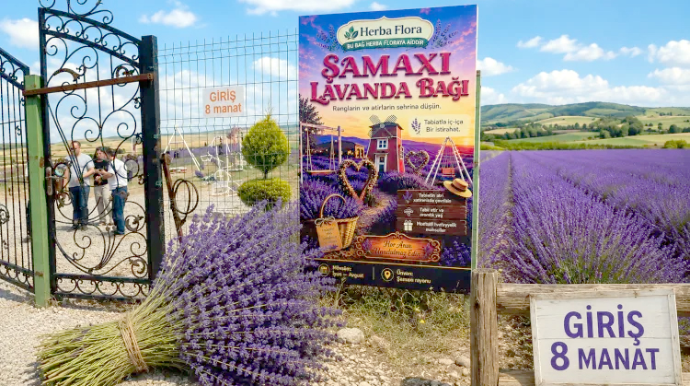 Şamaxıda lavanda həvəsi cib yandırır: Giriş 8 manatdır - FOTO 