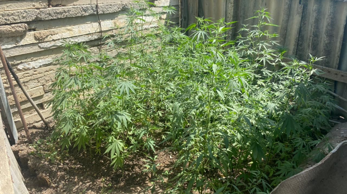 İsmayıllıda narkotik yetişdirən şəxs saxlanılıb   - FOTO