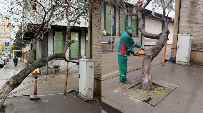 Paytaxtın mərkəzində təhlükə: Küçədə ağac aşmaq üzrədir- Qurum hərəkətə keçdi 
