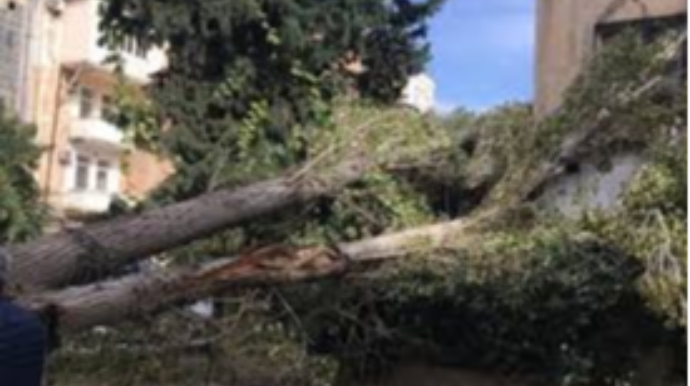 Zığ şosesində güclü külək ağacı aşırıb