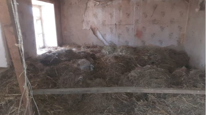 Qaxda qarğıdalı oğruları tutuldu: biri qadındır - FOTO