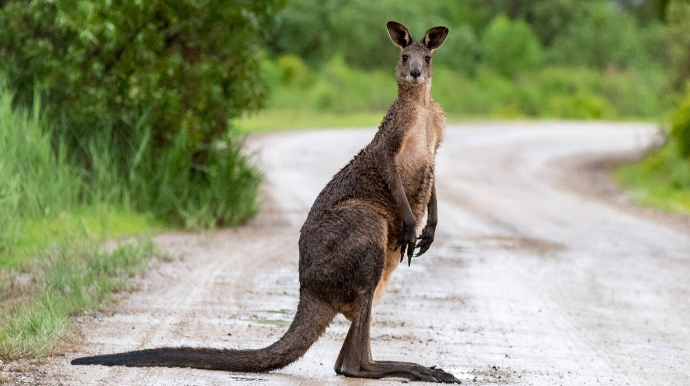 Kenqurunu təyyarəyə buraxmadılar – YALAN VİDEO 