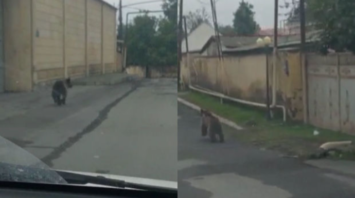 AMEA-nın əməkdaşından ayı AÇIQLAMASI: “Canlıların ən qorxuncu insandır” - VİDEO 