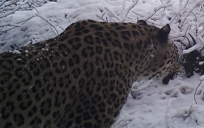 Azərbaycanda bəbir kameraya düşdü - FOTOLAR