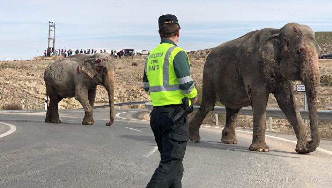 Filləri daşıyan yük maşını aşdı
