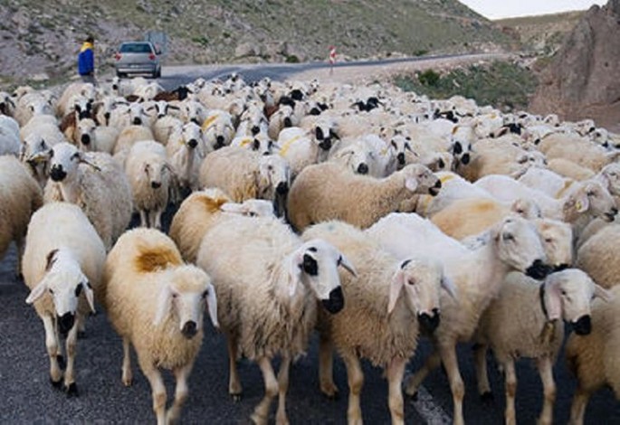 Oğuzda "Niva" qoyun sürüsünə girib, xeyli heyvan tələf olub