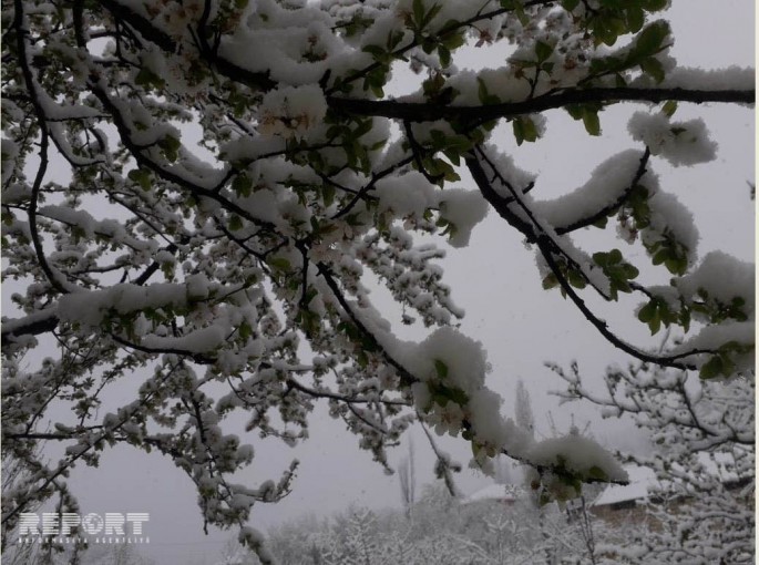 Qubaya qar yağıb, ağaclara zərər dəyib - VİDEO