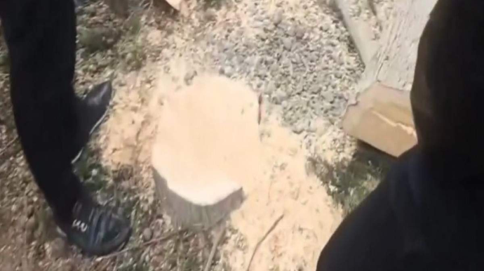 Mingəçevirdə ağacların kəsilməsi faktı araşdırılır - FOTOLAR 