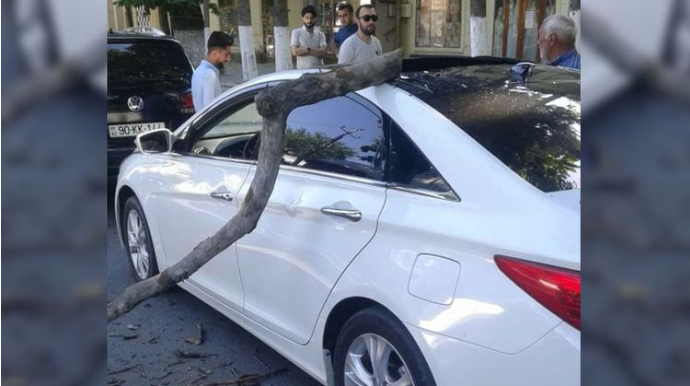 Göyçayda avtomobilin üzərinə ağac aşıb - FOTO 