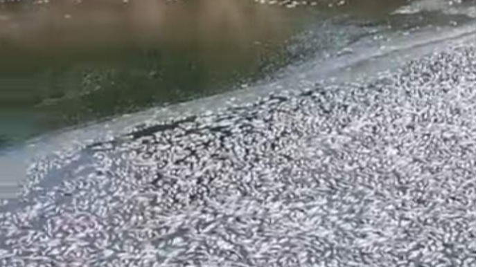 Cəlilabadda balıqların kütləvi ölümünün ilkin səbəbi açıqlanıb 