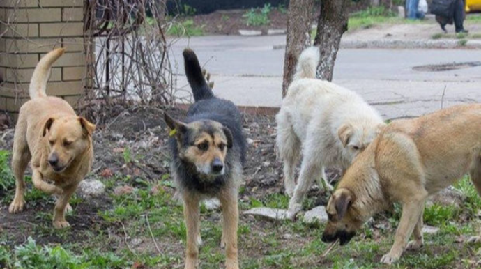 В Джалилабаде построят приют для бездомных собак