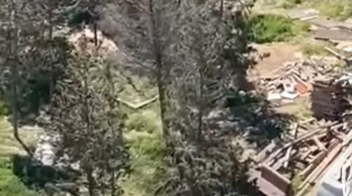 Sumqayıtda ağacları kəsdilər - Polis araşdırmaya başladı 