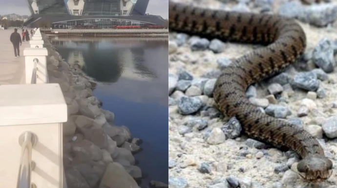 Xəzərin suyu çəkilib; Bulvardakı qayalıqlarda ilanlar mələşir  - VİDEO 