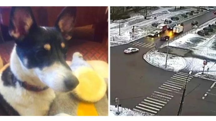 Россиянин решил избавиться от собаки и выбросил ее из машины на проезжую часть  - ВИДЕО