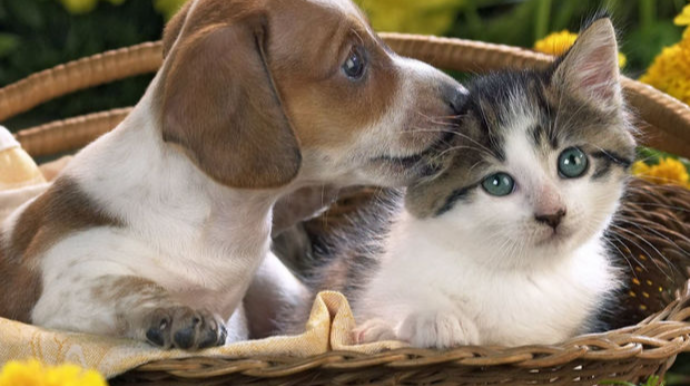 İt, pişik və digər ev heyvanları saxlayanların NƏZƏRİNƏ