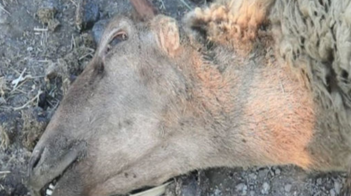 В Агдашском районе при неизвестных обстоятельствах гибнет крупный и мелкий рогатый скот   - ФОТО