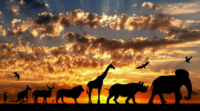 Dünyada ən sürətli heyvan hansıdır? - SİYAHI