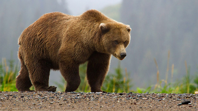 Yaponiyada ayı hava limanına girdi, hökumət hərəkətə keçdi 