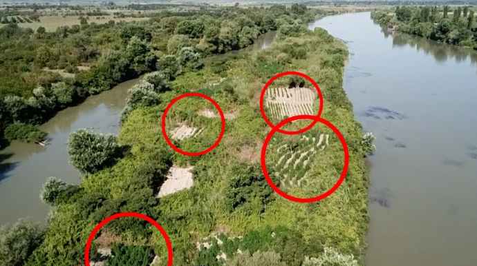 Kür çayındakı adalarda 21 ton narkotik yetişdirilməsi faktı aşkarlanıb  - FOTO - VİDEO
