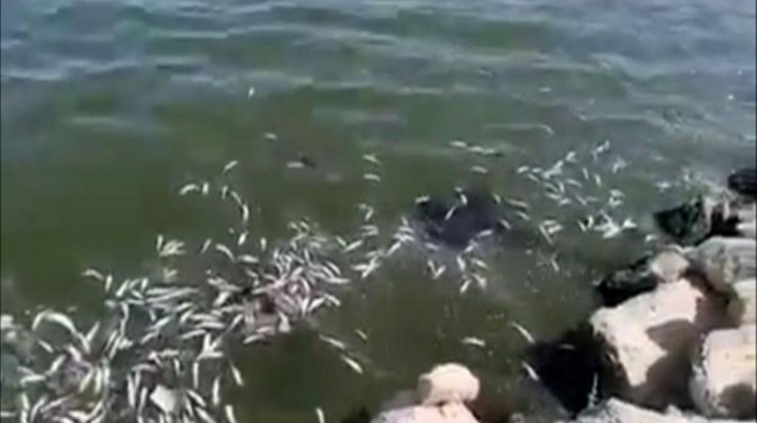 İsti hava Xəzərdə balıqları məhv etdi - RƏSMİ  