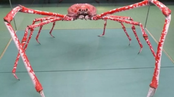 Dünyanın ən böyük xərçəngi - Avtomobil ölçüsündə 