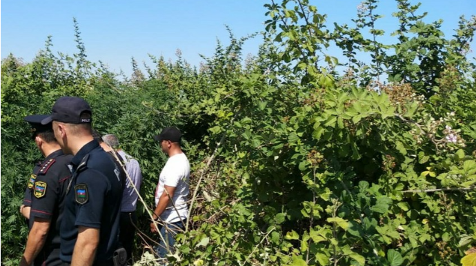 Ağdaşda narkotik becərən şəxs saxlanılıb - FOTO
