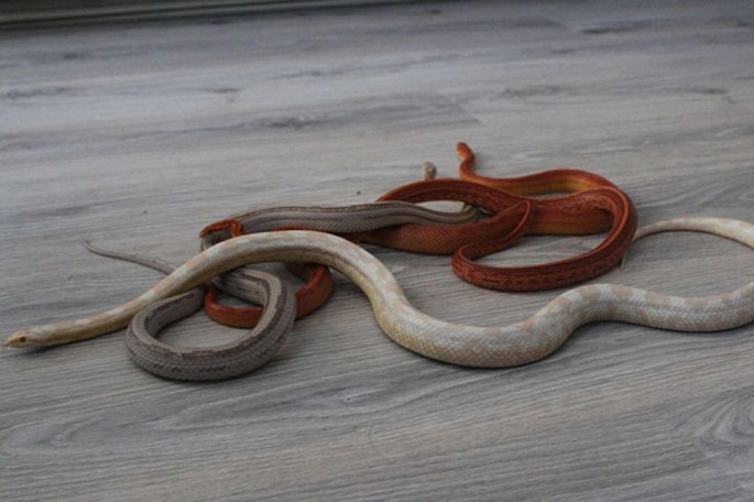 Aerportda zəhərli ilan, qurbağa aparan vətəndaş saxlanıldı