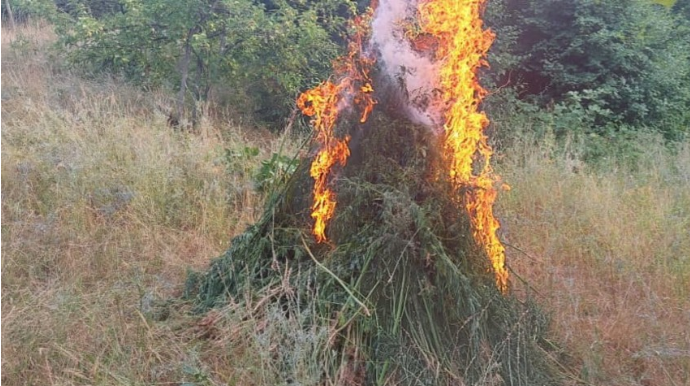 Xocavənddə narkotik tərkibli bitkilər aşkarlandı