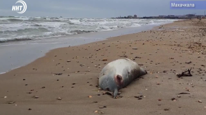 Xəzərin sahilində Qırmızı Kitaba düşən suitilərin cəsədi tapıldı