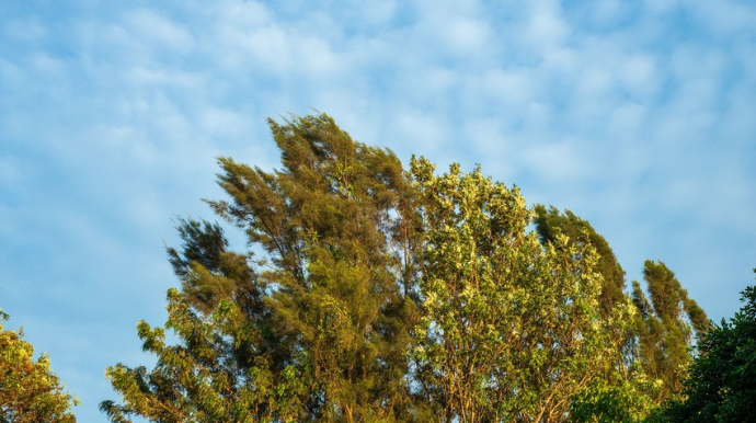 В ближайшие два дня в Азербайджане ожидается сильный ветер