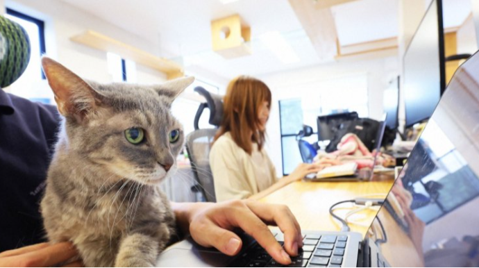 Əməkdaşlar pişiklərlə işləyir - Qeyri-adi ofis 