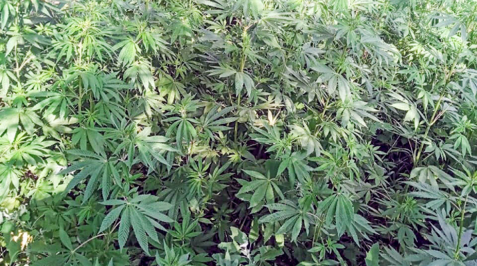 Yevlax sakininin həyətində 13 ədəd çətənə kolu aşkarlanıb