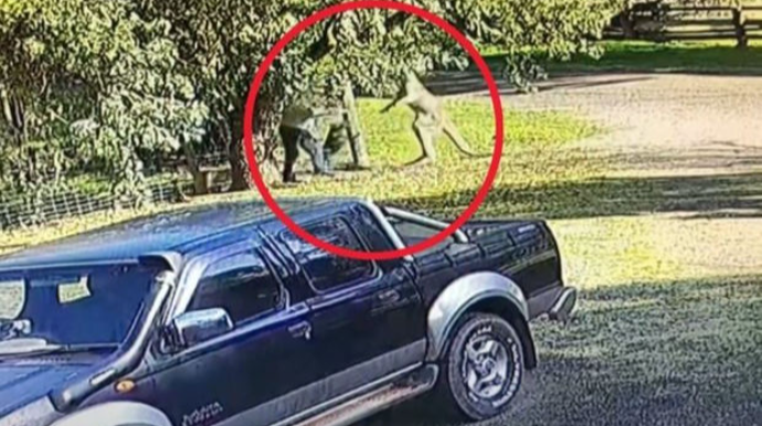 В Австралии кенгуру напал на местного жителя   - ВИДЕО