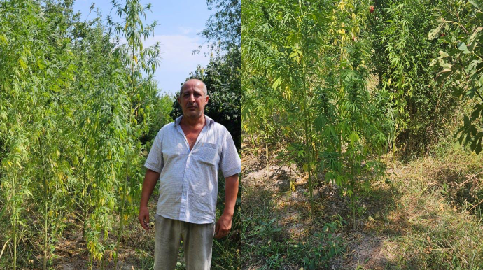 Həyətindən çətənə kolları və 10 kq-dan artıq narkotik aşkarlandı - FOTO