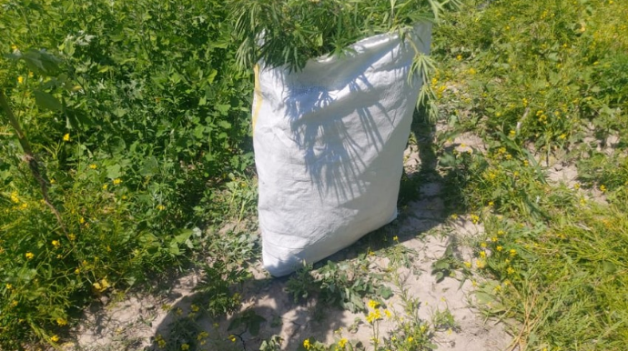 Şəkidə 1 ton 500 kq narkotik vasitə məhv edilib  - FOTO