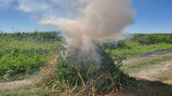 Zaqatalada 1,7 ton narkotik tərkibli bitki məhv edildi 