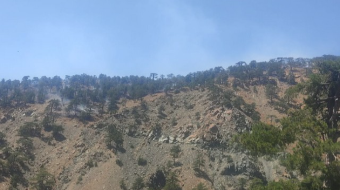 Qəbələdə dağlıq ərazidə yanğın məhdudlaşdırıldı  - VİDEO