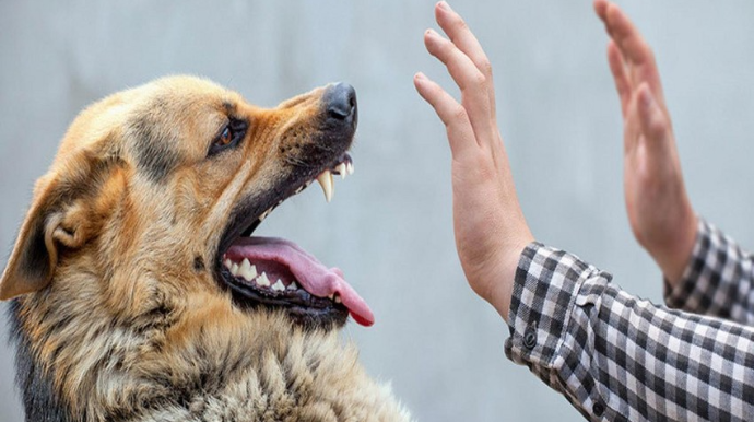 Tərtərdə it sahibini parçalayıb 