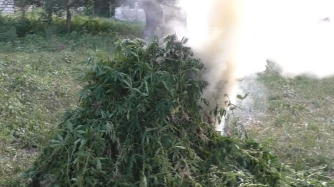 Azad edilmiş ərazilərdə 2 ton çətənə kolu aşkarlanıb - FOTO 