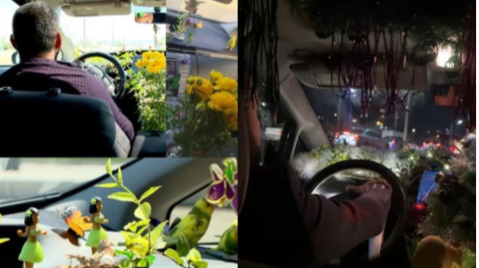 Taksi sürücüsü:  “Yay ayında taksimdə gül-çiçək, quş-böcək saxlayırdım, bu dəfə yolka qurdum” 