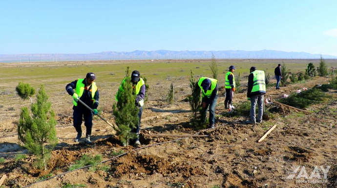 “Heydər Əliyev İli” çərçivəsində növbəti ağacəkmə aksiyası keçirilib  - VİDEO - FOTO