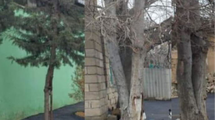 İcra hakimiyyəti ağacların diblərini asfaltladı - FOTO   - YENİLƏNİB