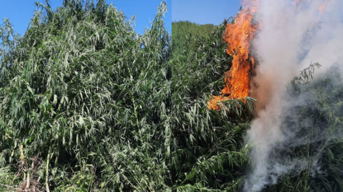 Yabanı halda bitən 2 tondan artıq çətənə kolu məhv edilib  - FOTO