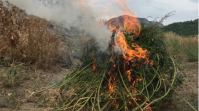 Xocavənddə 322 ədəd narkotik tərkibli çətənə kolu zərərsizləşdirilib