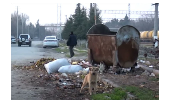 В Загатале оштрафованы лица, бросавшие мусор мимо урн