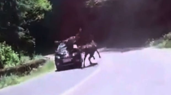 Oğuzda avtomobil atı vurdu, xəsarət alan var 