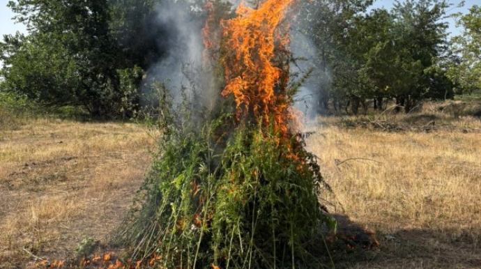 В Самухском районе уничтожено более трех тонн конопли