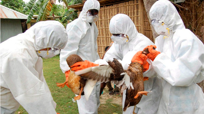 Quş qripi təhlükəsi qapıda: Azərbaycan hansı risklərlə üz-üzədir? 